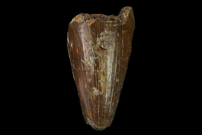 Cretaceous Fossil Crocodile Tooth - Morocco #140616